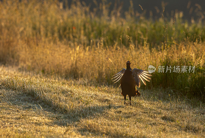 鸡冠野鸡(Phasianus colchicus)